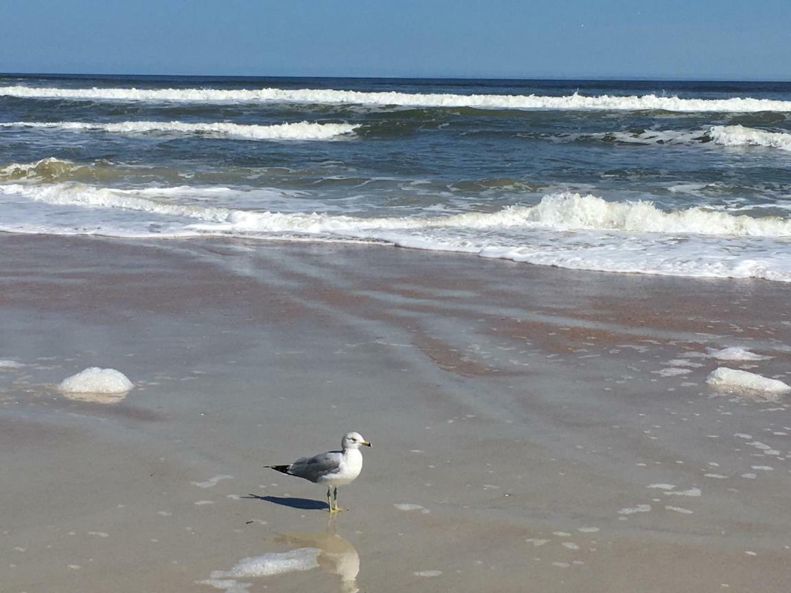 Ocean Life Beach Condo - Only Steps To The Beach St. Augustine Beach エクステリア 写真